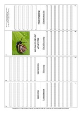 Faltbuch-Bänderschnecke.pdf